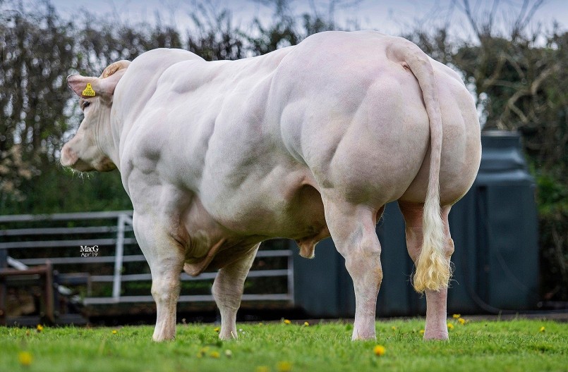 Cận cảnh một con bò 3B có kích thước lớn.