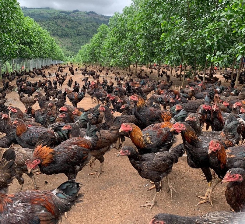 Hoàng Anh Gia Lai đang phát triển sản phẩm gà ăn chuối đi bộ.