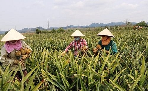 Thị xã Bỉm Sơn (Thanh Hóa): Phát triển các mô hình sản xuất nông nghiệp quy mô, ứng dụng công nghệ hiện đại