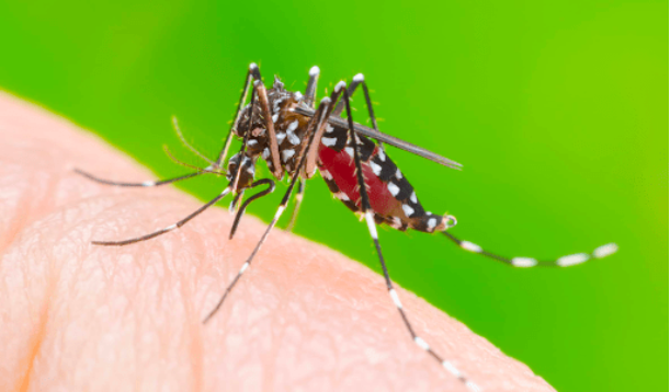 Những điều tuyệt đối không nên làm khi mắc sốt xuất huyết Dengue