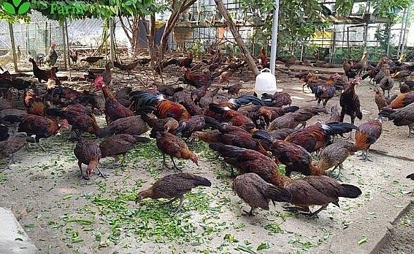 Cho gà ăn chuối và các loại rau, cỏ nhằm tăng sức đề kháng cho gà và giảm chi phí thức ăn.