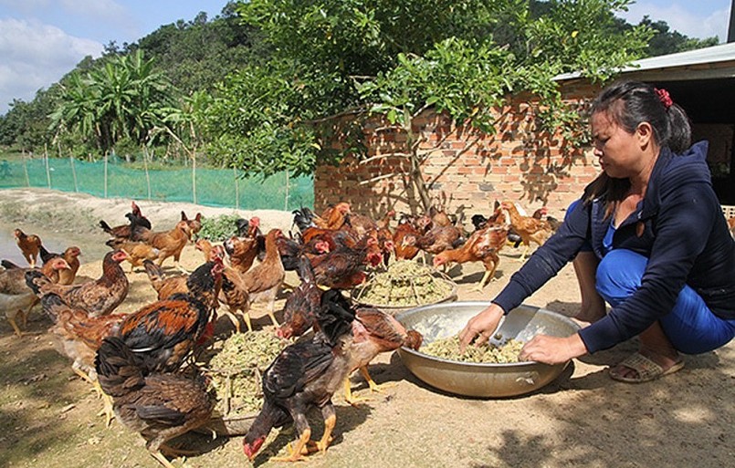 Ở vùng nông thôn, từ lâu người nuôi gà đã dùng chuối làm thức ăn cho gà.