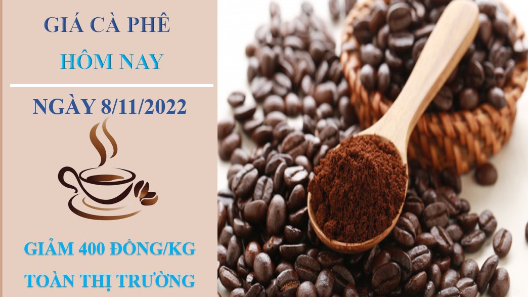 Giá cà phê hôm nay 8/11/2022: Quay đầu giảm trung bình 400 đồng/kg