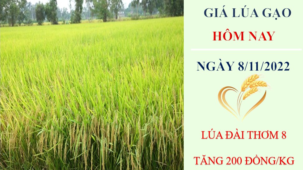 Giá lúa gạo hôm nay 8/11/2022: Giá lúa Đài thơm 8 tăng 200 đồng/kg