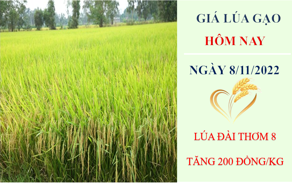 Giá lúa gạo hôm nay 8/11/2022: Giá lúa Đài thơm 8 tăng 200 đồng/kg