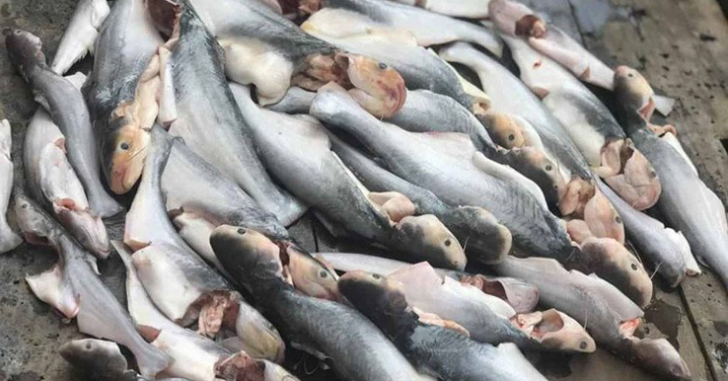 Loài cá có mùi lạ giá 700.000 đồng/kg, không có hàng để bán