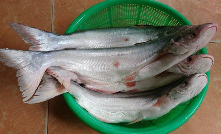 Loài cá có mùi lạ giá 700.000 đồng/kg, không có hàng để bán