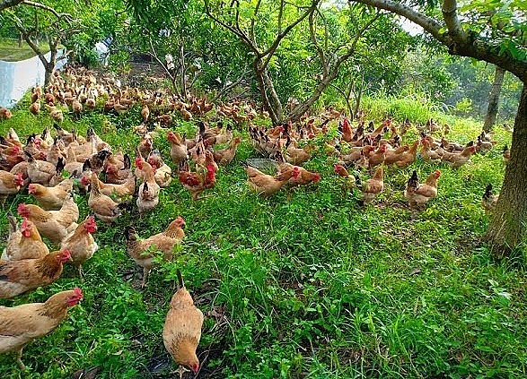 Mô hình nuôi gà thả vườn bằng thảo dược được nhiều nơi áp dụng.
