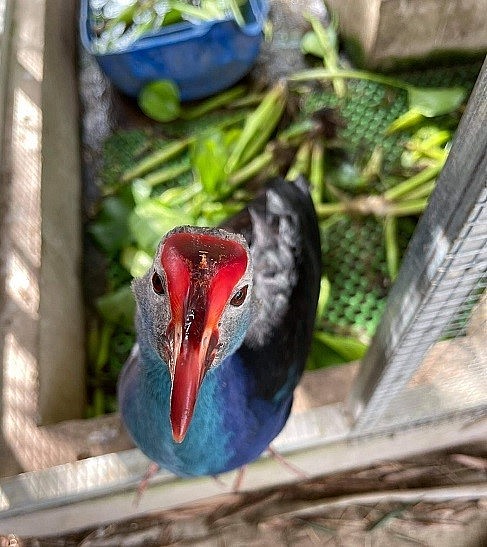Mỗi con chim trưởng thành có giá từ 1-2 triệu đồng.