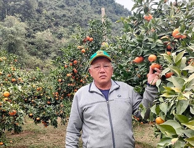Ông Dương Văn Dũng chăm sóc vườn cam canh.