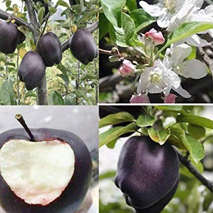 Quả táo đen xì đen xịt độc, lạ, ngon, bổ có giá 500 nghìn/quả