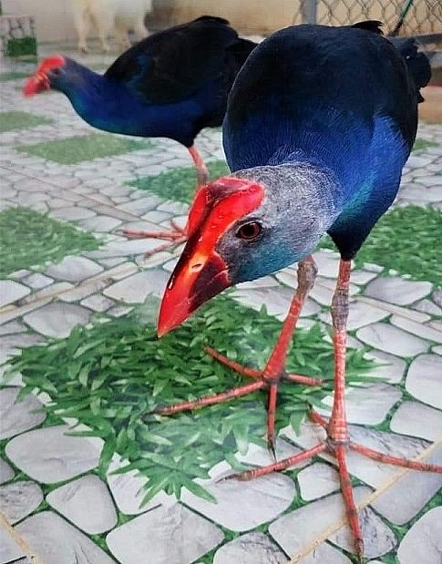 Chim trích cồ có màu sắc đẹp, đôi chân dài và bộ móng sắc nhọn.
