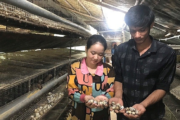Vợ chồng anh Đoàn Khánh Linh thu hoạch trứng cút hàng ngày