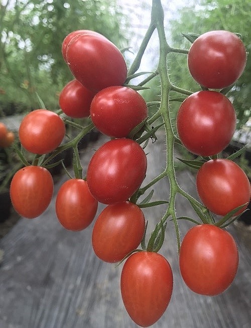 Sản phẩm cà chua được trồng theo hướng hữu cơ.