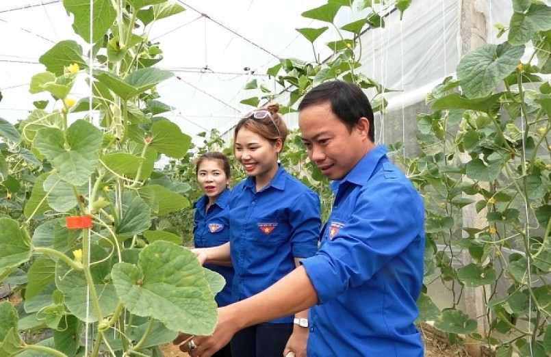 Mô hình trồng rau sạch của Lục Vân Anh góp phần cổ vũ phong trào thanh niên phát triển kinh tế trên địa bàn huyện Lục Yên.