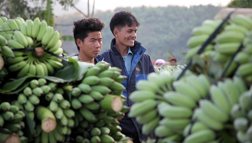 Nụ cười trong mùa quả ngọt ở huyện biên giới Phong Thổ