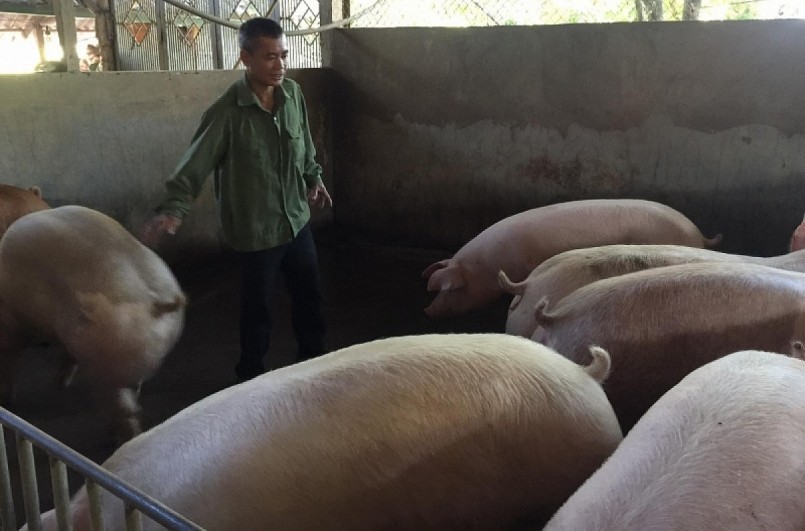 Anh Vinh chăn nuôi thêm lợn để tăng thu nhập và tận dụng nguồn phân bón cho đồi cây ăn quả.