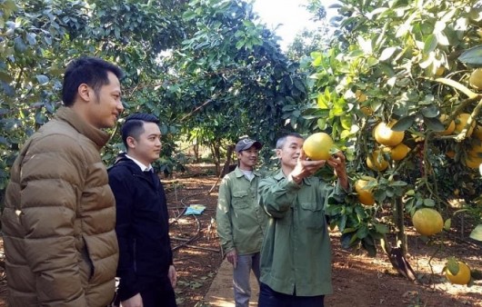 Nhân đôi thu nhập nhờ trồng bưởi xen táo trên đất dốc, mỗi năm lãi 400 triệu