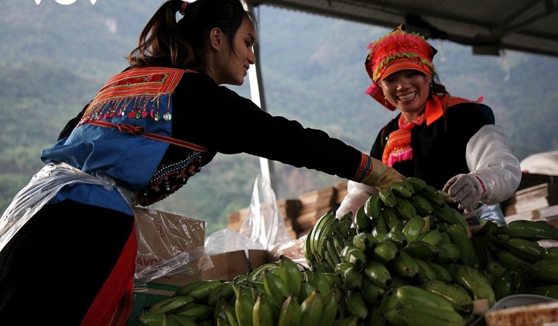 Nụ cười trong mùa quả ngọt ở huyện biên giới Phong Thổ