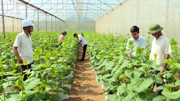 Thanh Hoá: Nhiều chính sách hỗ trợ doanh nghiệp đầu tư cho nông nghiệp
