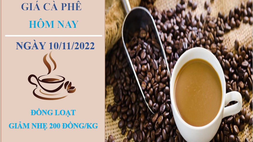 Giá cà phê hôm nay 10/11/2022: Giảm trung bình 200 đồng/kg tại các địa phương