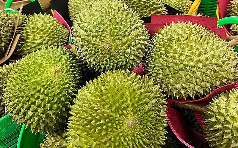 Sầu Musang King nguyên trái xách tay từ Malaysia giá 1,5 triệu đồng/kg, đắt gần gấp đôi hàng cùng loại trồng ở Việt Nam.
