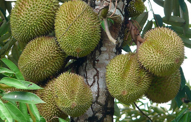 Kỹ thuật trồng sầu riêng Musang King ra trái đạt chuẩn ngon nhất thế giới