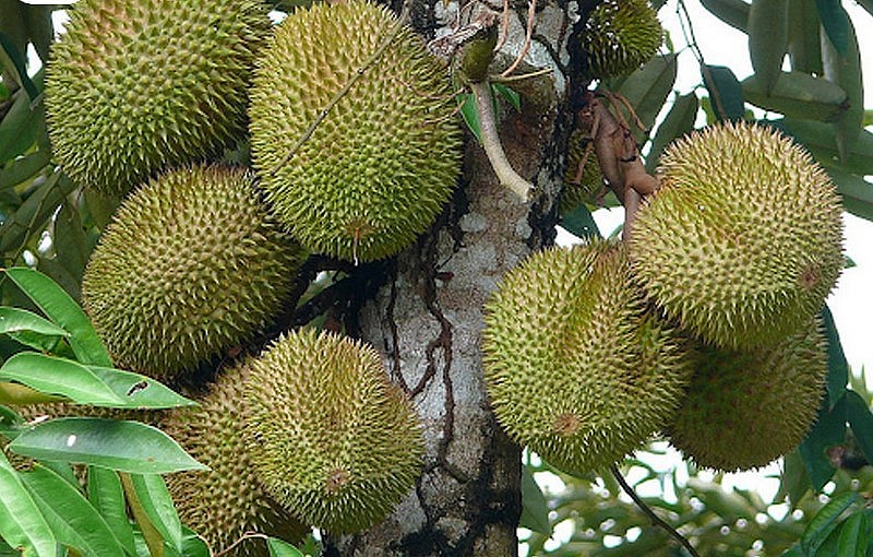 Kỹ thuật trồng sầu riêng Musang King ra trái đạt chuẩn ngon nhất thế giới