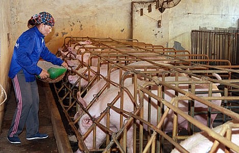 người chăn nuôi cần cẩn trọng phòng, chống dịch bệnh