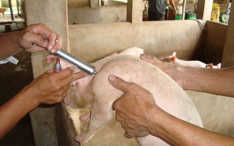 Chủ động tiêm phòng đầy đủ các loại vắc xin cho vật nuôi