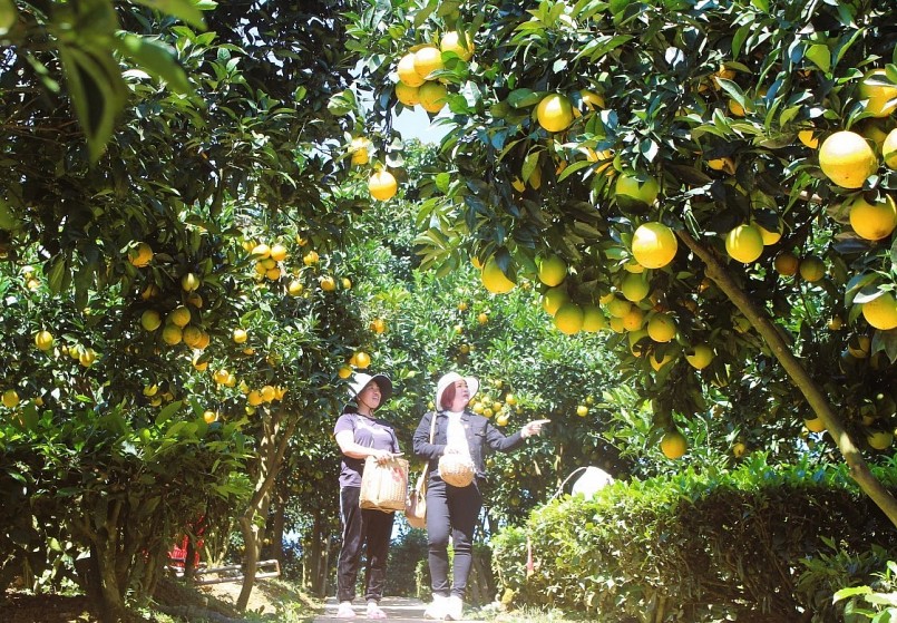 Vườn cam chín vàng, sai trĩu quả ở Mộc Châu thu hút du khách tới tham quan, trải nghiệm.