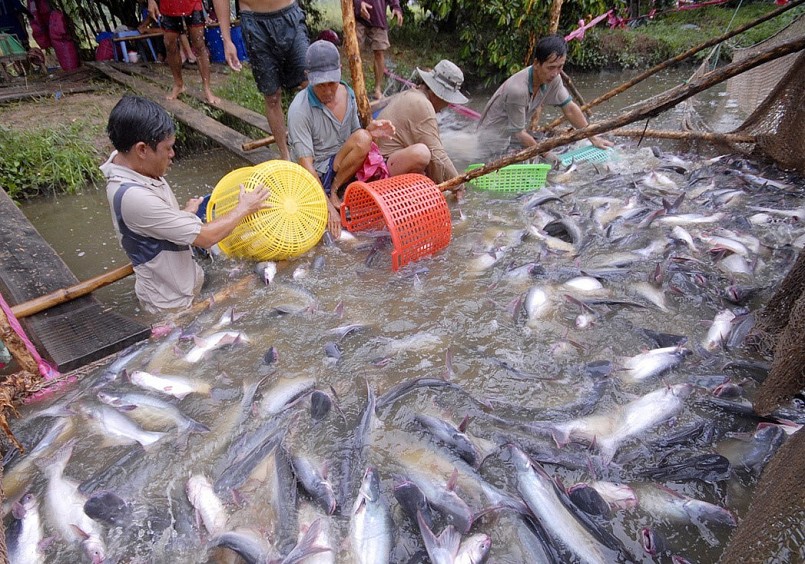 Đến năm 2025, kim ngạch xuất khẩu cá tra của tỉnh Đồng Tháp đạt 980 triệu USD/năm.