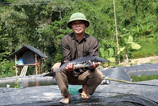 Ông thợ mộc nuôi cá tầm trên núi lứa đầu đã thu lãi trên 400 triệu đồng
