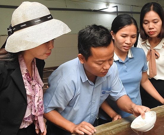 Để hạn chế các tồn tại trong quá trình nuôi tôm, Công ty Thông Thuận Hà Tĩnh dự kiến chuyển từ dòng tôm siêu lớn sang dòng tôm giống kháng bệnh.