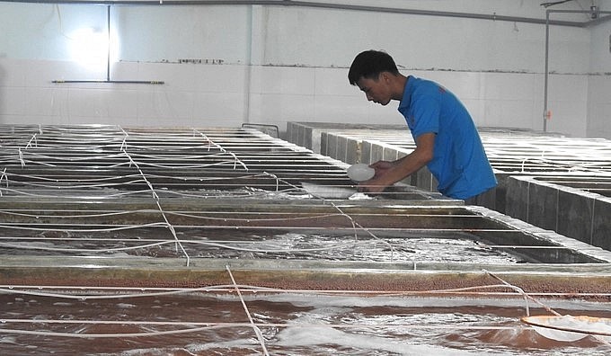Hiện Công ty Thông Thuận đang cung cấp tôm giống cho người nuôi từ Thừa Thiên - Huế ra đến Quảng Ninh.