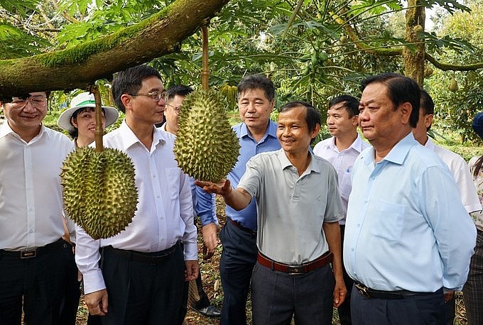 Bộ trưởng Bộ Nông nghiệp và Phát triển nông thôn Lê Minh Hoan cùng lãnh đạo tỉnh Đắk Lắk thăm vườn sầu riêng trên địa bàn huyện Krông Pắc.