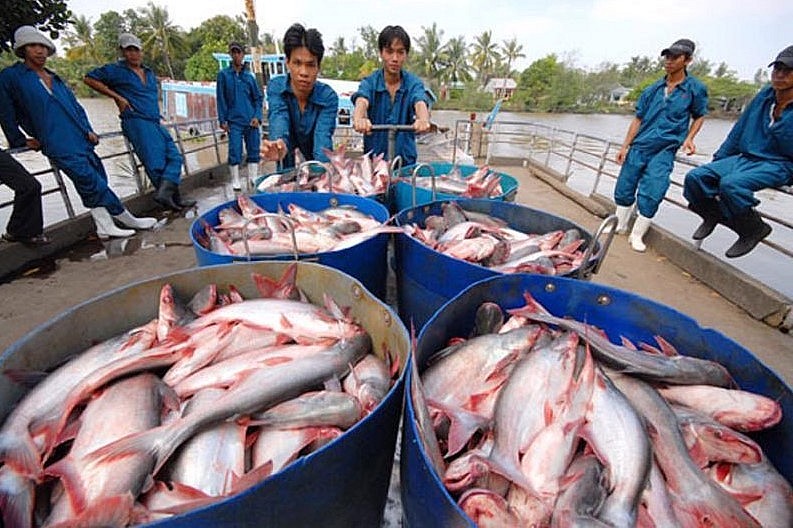 Sau 10 tháng của năm 2022, xuất khẩu cá tra Việt Nam tiếp tục tăng tốc với trên 2 tỷ USD.