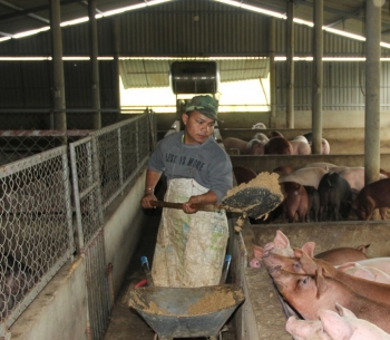 Anh nông dân nuôi lợn bằng rác khiến cả làng tò mò