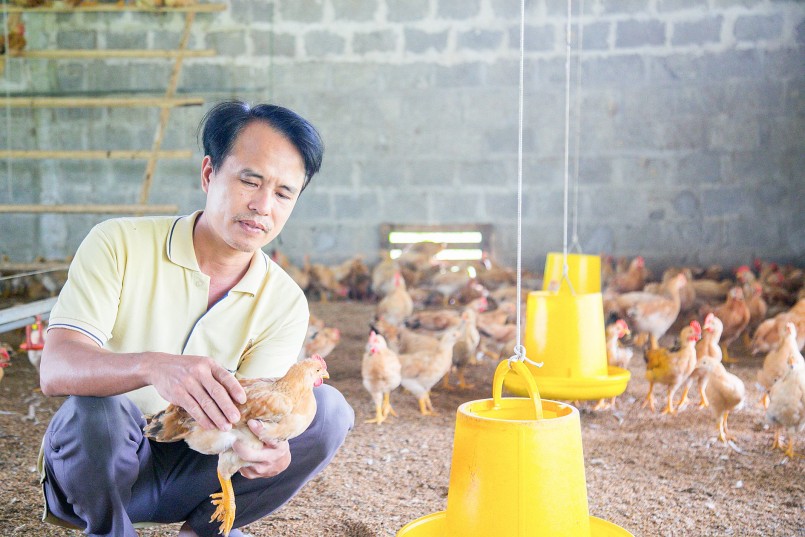 Mô hình chăn nuôi gà an toàn sinh học của anh Vũ Văn Bắc