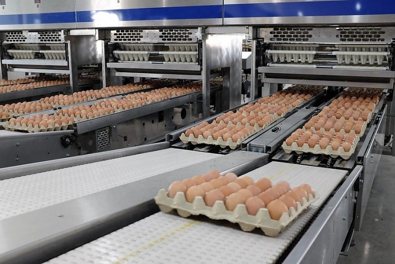 Hiện doanh nghiệp nuôi gà của Hòa Phát bán ra thị trường 1 triệu quả trứng mỗi ngày.