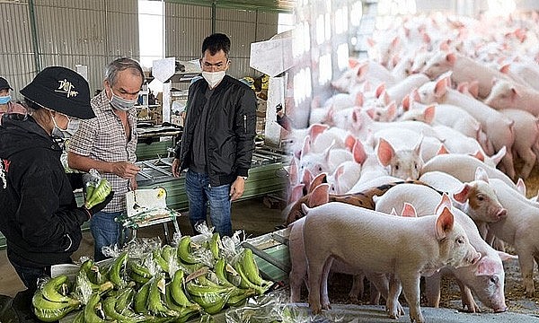 Nuôi heo ăn chuối, Hoàng Anh Gia Lai của bầu Đức lãi hơn 1.000 tỷ đồng