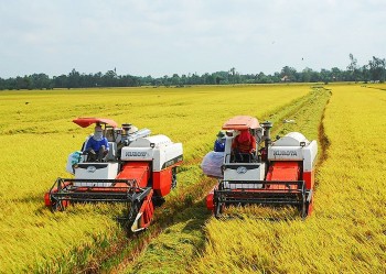 Người trồng lúa ở ĐBSCL thắng lớn trong vụ thu đông