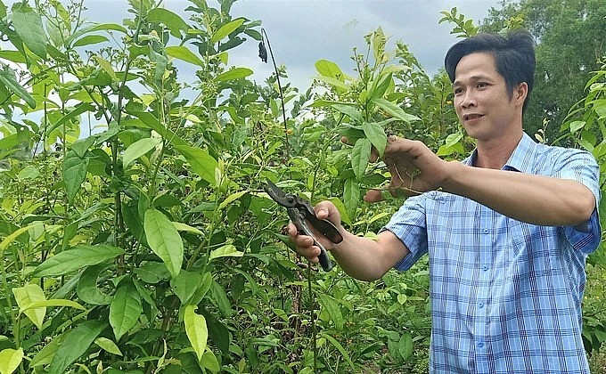 Anh Đỗ Quốc Khánh đang chăm sóc cây xạ đen có xuất xứ từ miền núi về trồng ở vùng đất U Minh hạ - Cà Mau (Ảnh: Huỳnh Hải).