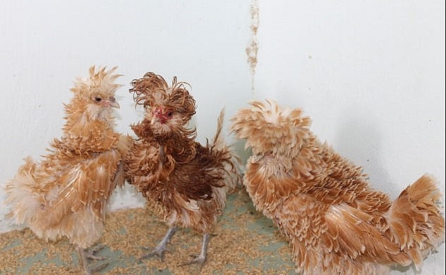 Giống gà Ba Lan lông ngược màu vàng hung đang được nhiều khách hàng ưa chuộng.