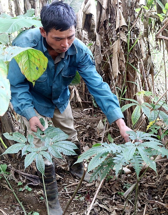 Anh Có Thó Suy bên một đám cây rắn cắn trong khu vườn bí ẩn trồng toàn cây thuốc quý ở xã Trịnh Tường, huyện Bát Xát, tỉnh Lào Cai.