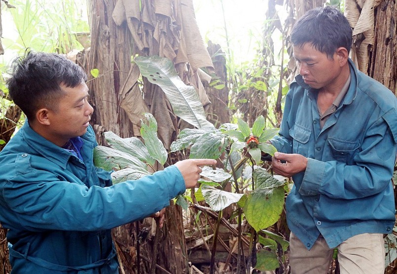 Anh Suy (bên phải ảnh) là chủ nhân vườn cây thất diệp nhất chi hoa-cây rắn cắn, là một cây thuốc quý .