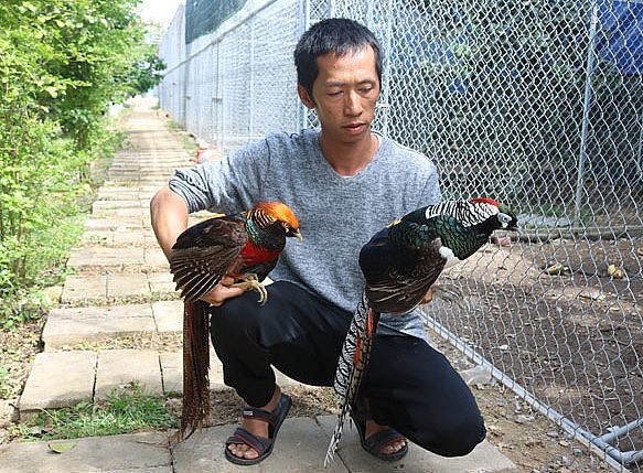 Anh Nguyễn Minh Hùng bên cặp chim trĩ 7 màu đỏ, xanh tại trang trại nuôi gà cảnh ở xã Khánh Phú, huyện Khánh Vĩnh (tỉnh Khánh Hòa).