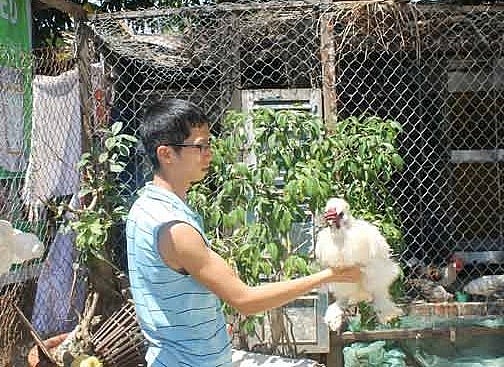 Nguyễn Minh Hùng giới thiệu giống gà Wyandotte trắng như cục bông từ đầu đến chân.