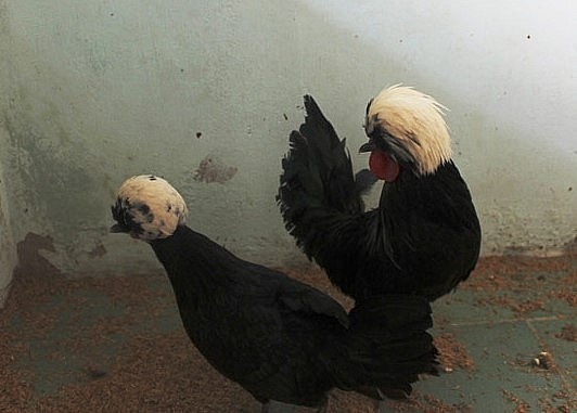 Giống gà này cũng đến từ Ba Lan lông đen óng như than và trên đầu đội 1 chùm lông trắng dài như bờm sư tử.
