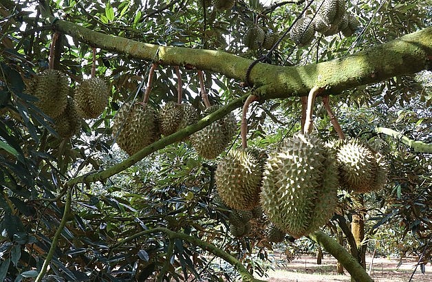 Giống sầu riêng Dona Thái được trồng tại Đắk Lắk nổi tiếng thơm ngon. Ảnh: TTXVN.